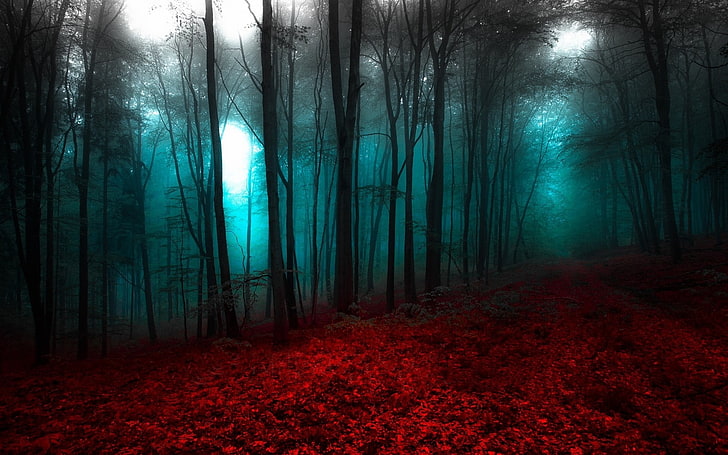 scenario della foresta, natura, paesaggio, rosso, blu, foresta, nebbia, alberi, Sfondo HD