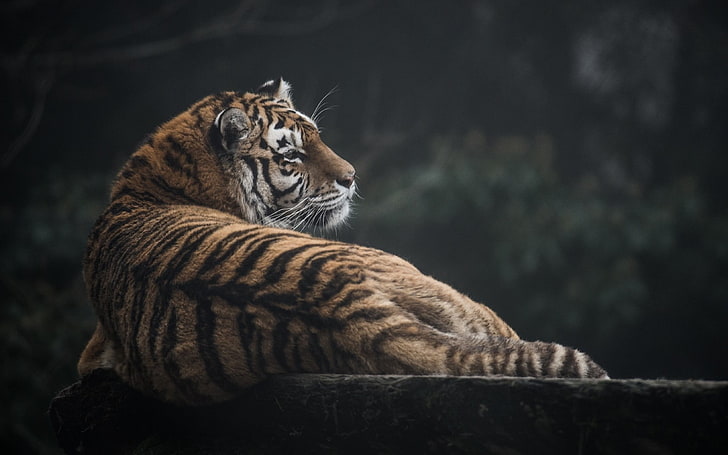 brauner und schwarzer Tiger, Tiger, Tiere, große Katzen, HD-Hintergrundbild