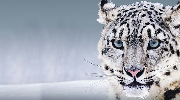 macan tutul salju 4k untuk desktop, Wallpaper HD