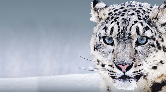 снежен леопард 4k за десктоп, HD тапет HD wallpaper