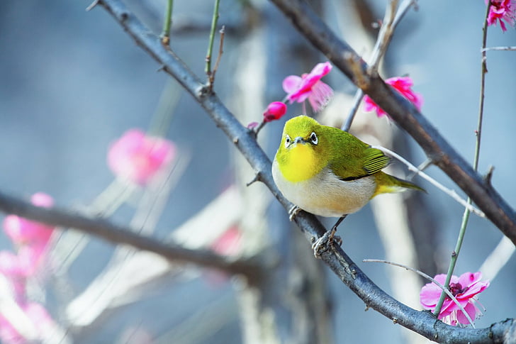 Птицы, японские белоглазка, воробьиные, весна, HD обои