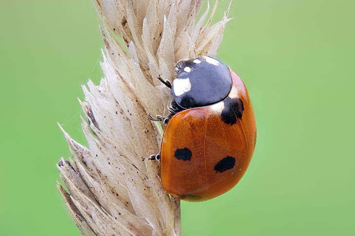 macro photography of ladybug on withered leaf, ladybird, ladybird, Seven Spot Ladybird, macro photography, withered, leaf, pixel shifting, Pentax, stack, focus, zerene, stacker, arthropods, field, stacks, natural light, seven-spotted ladybug, ladybug, insect, nature, beetle, plant, close-up, red, macro, summer, animal, grass, green Color, spotted, HD wallpaper