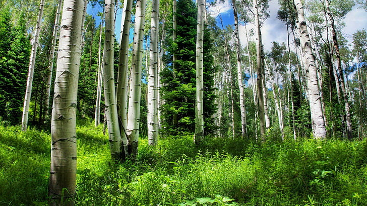 Di Jantung Hutan Birch, hutan, rumput, pohon birch, alam, dan bentang alam, Wallpaper HD