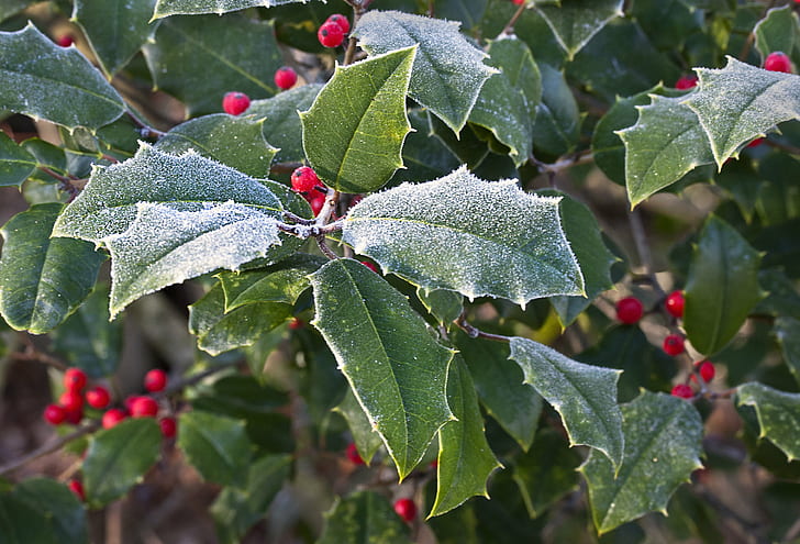 green leaf plant, holly, holly, holly  green, green leaf, plant, holiday, winter, leaf, nature, red, autumn, season, branch, fruit, HD wallpaper