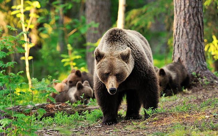 Bears family, trees, forest, Bears, Family, Trees, Forest, HD wallpaper