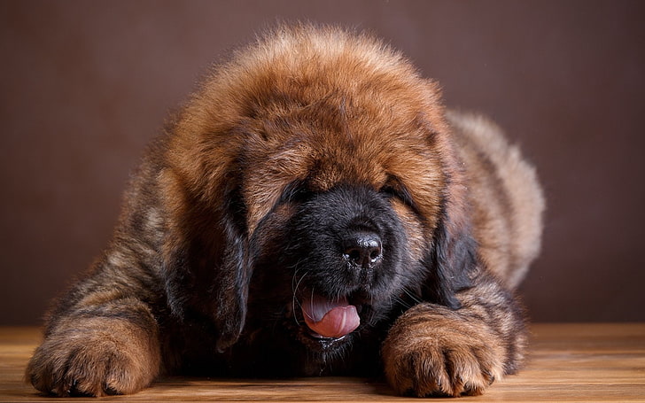 Anjing, Mastiff Tibet, Binatang Bayi, Anjing, Hewan Peliharaan, Anak Anjing, Wallpaper HD