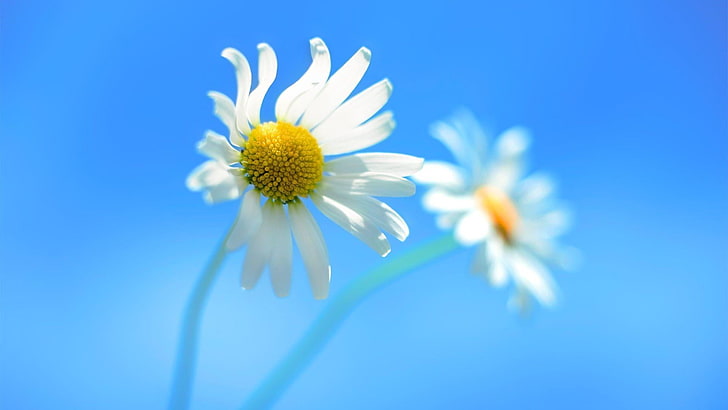 Windows 7, blau, Himmel, Blume, Windows-Thema, Gänseblümchen, schön, Natur, Blumen, HD-Hintergrundbild