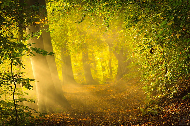 緑の葉の植物や木、森、太陽、光線、木、自然、明るい光、葉、朝、日の出、薄明光線、初秋、デンマーク王国、 HDデスクトップの壁紙