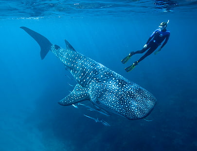 rekin, nurkowanie, pod wodą, najlepsze miejsca do nurkowania na świecie, ryby, niebieski, pacyfik, turystyka, ocean, atlantycki, woda, rekin wielorybi, indyjski, Tapety HD HD wallpaper
