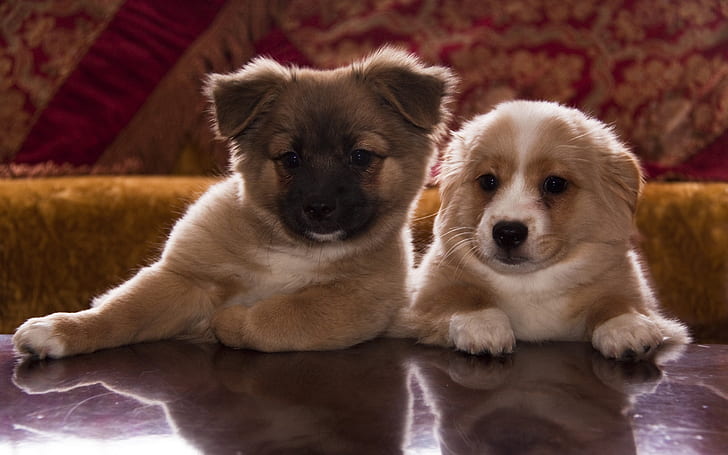 Cute Puppies, two brown-and-white puppies, puppies, HD wallpaper