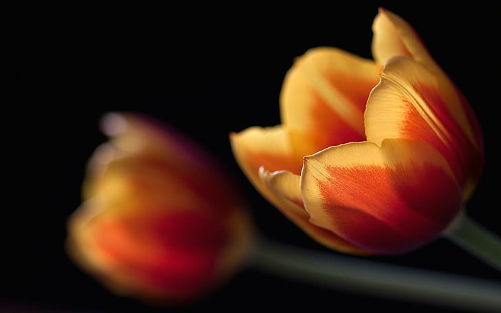 Tulips Couple, tulips, couple, flowers, HD wallpaper