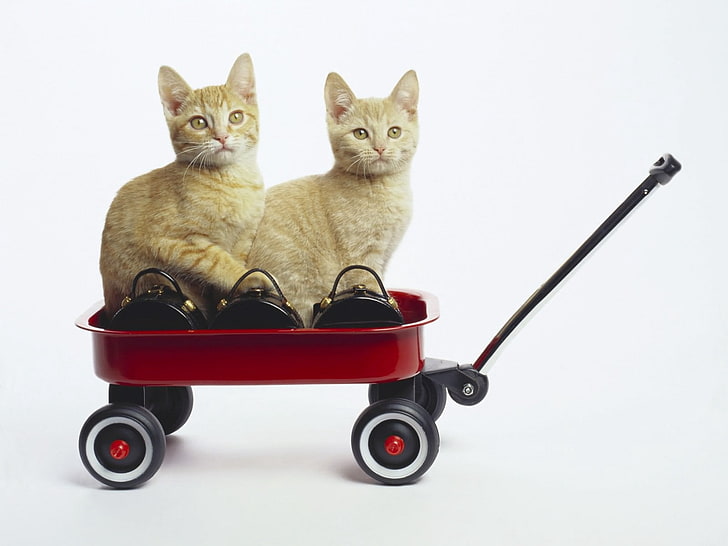 iki turuncu tekir kedi ve kırmızı çekme vagon, kedi, kamyon, çift, yavru kedi, HD masaüstü duvar kağıdı