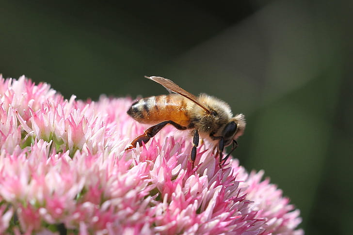 płytkie skupienie pszczoły na różowym kwiatku w ciągu dnia, pszczoła miodna, apis mellifera, pszczoła miodna, apis mellifera, pszczoła miodna, Apis mellifera, linneusz, płytkie ognisko, różowy, kwiat, w ciągu dnia, owad, pszczoła, natura, zapylanie, makro, pyłek , zbliżenie, lato, roślina, miód, zwierzę, Tapety HD