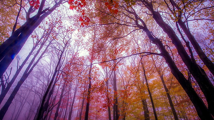forest, trees, mist, fall, color correction, forest, HD wallpaper
