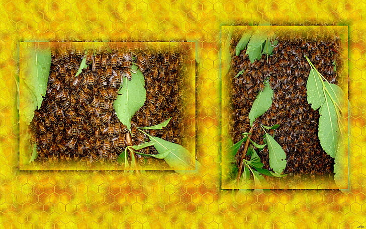 L'essaim, miel, photographie, peigne à miel, abeilles, insectes, animaux, Fond d'écran HD