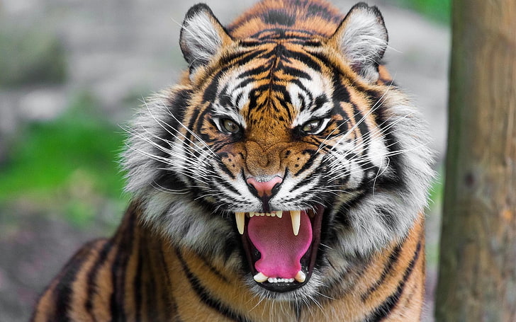 tigre belo desktop, HD papel de parede