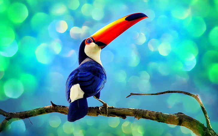bird, parrot, toucan, tropical, HD wallpaper