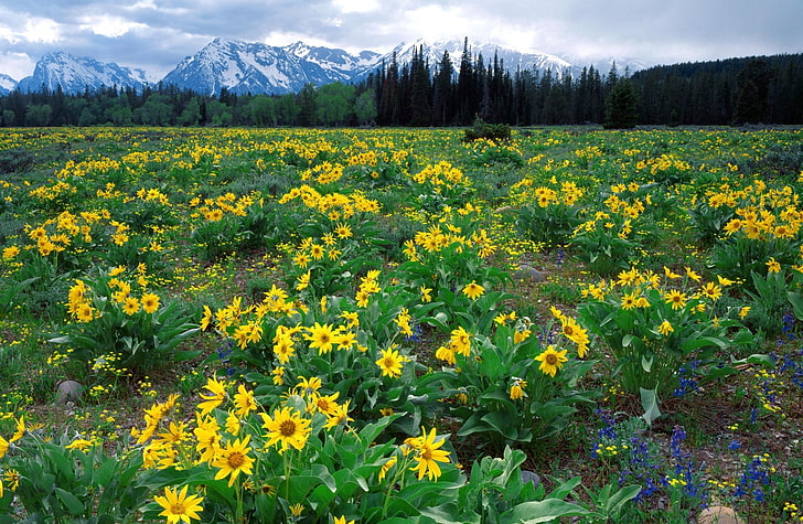 Field Of Arrowleaf Balsamroot And The Teton..., sunflower field, Nature, Landscape, Field, Wyoming, Teton, Range, Arrowleaf, Balsamroot, HD wallpaper