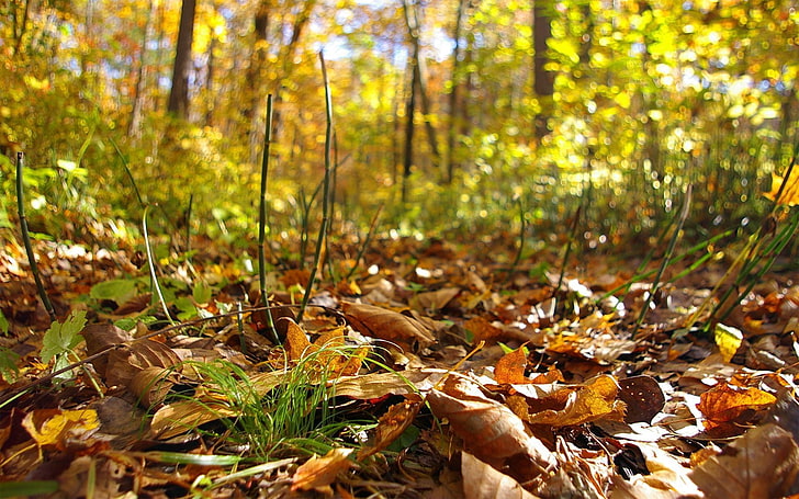 乾燥した葉、茶色の葉、マクロ、自然、葉、森のクローズアップ写真、 HDデスクトップの壁紙