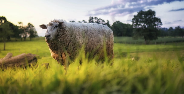 agnello bianco sul campo di erba di giorno, erba, campo, giorno, tempo, pecora, bovini, fattoria, tramonto, natura, animale, animale domestico, agricoltura, prato, bestiame, pascolo, scena rurale, agnello, all'aperto, pascolo, mammifero, Sfondo HD HD wallpaper