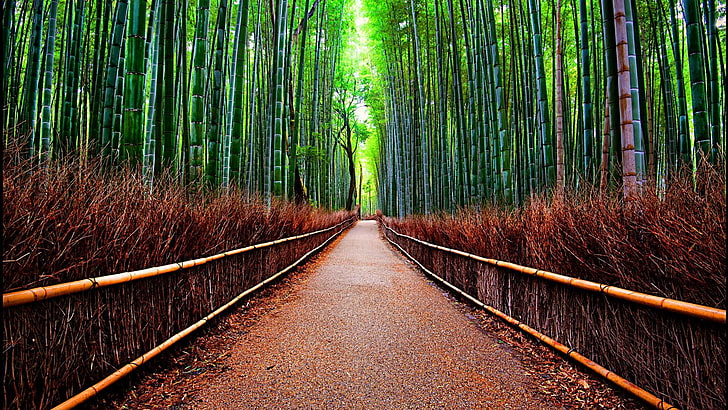 대나무, 아라시야마, 숲, 교토, HD 배경 화면