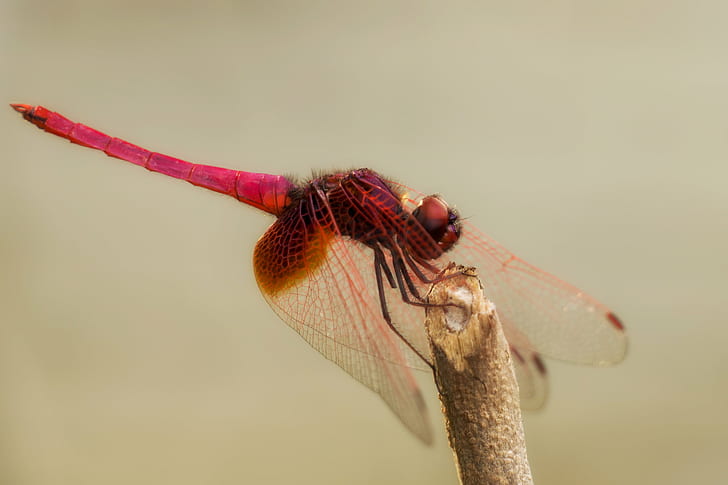 flame darner perched on brown cut stick closeup photography, dragonfly, dragonfly, dragonfly, flame, darner, brown, cut, stick, closeup photography, macro, sel55210, Extension Tube, Insect, Outdoor, Odonata, HD wallpaper