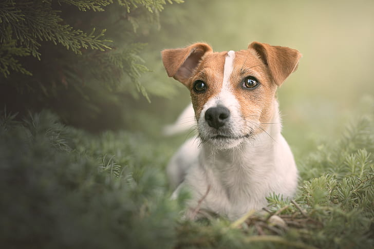 Perros, Jack Russell Terrier, Perro, Mascota, Fondo de pantalla HD
