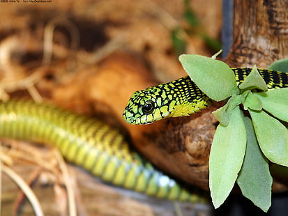 A Green Snake 2, verde, Snake, Sfondo HD HD wallpaper