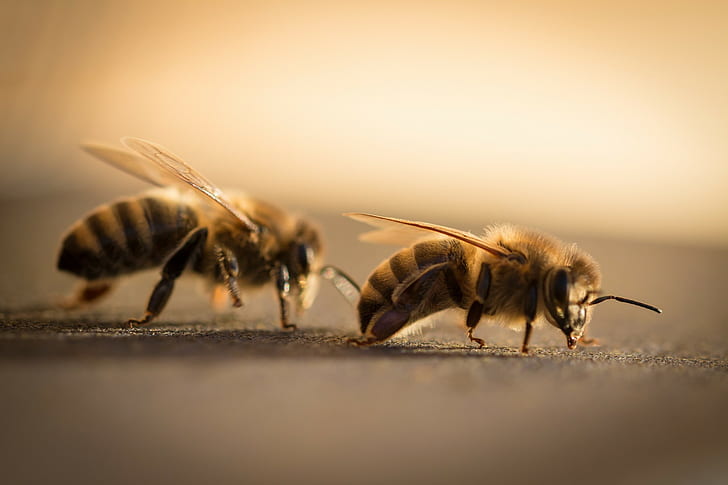 animals, bees, macro, HD wallpaper