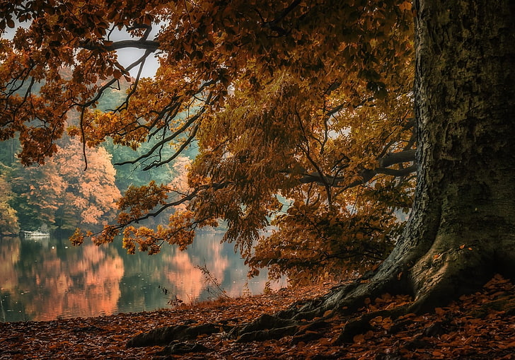 Musim gugur, hutan, danau, lanskap, daun, alam, Polandia, refleksi, akar, Pohon, Wallpaper HD