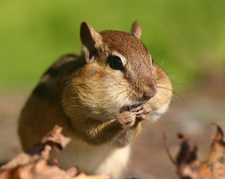 brown squirrel, chipmunk, cheeks, stocks, grass, HD wallpaper
