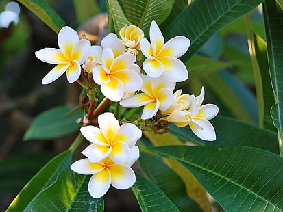 white-and-yellow plumeria flowers, plumeria, green, white, leaves, HD wallpaper HD wallpaper