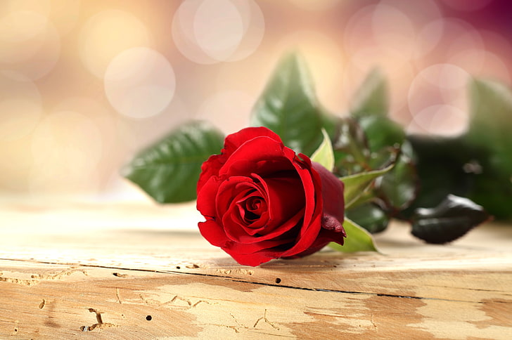 red rose flower, flower, table, background, rose, petals, red, bokeh, HD wallpaper