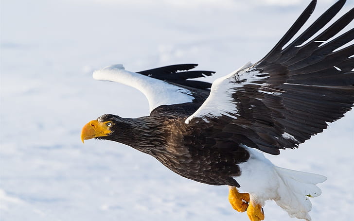 Steller's sea eagle, predator, bird flying, wings, white and black bird, Steller, Sea, Eagle, Predator, Bird, Flying, Wings, HD wallpaper