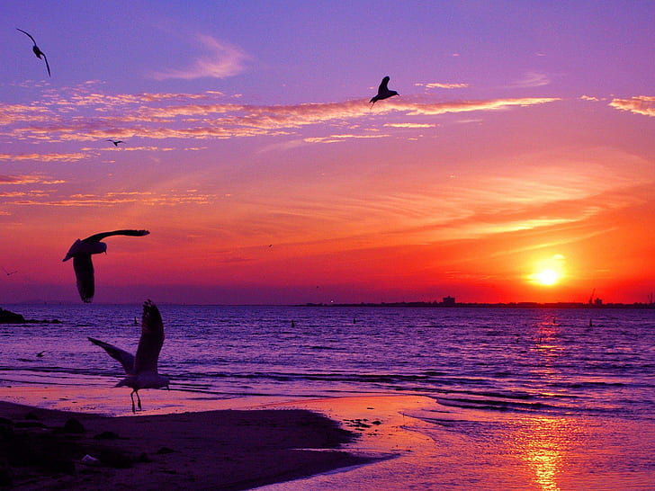 Sunset Animals Seagulls Sea Background Pictures, sunrise - sunset, animals, background, pictures, seagulls, sunset, HD wallpaper