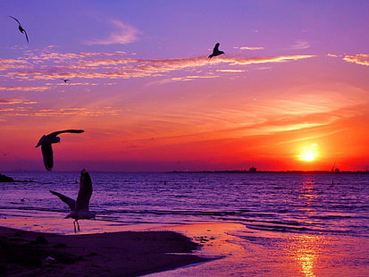 Sunset Animals Seagulls Sea Background Zdjęcia, wschód słońca - zachód słońca, zwierzęta, tło, zdjęcia, mewy, zachód słońca, Tapety HD HD wallpaper