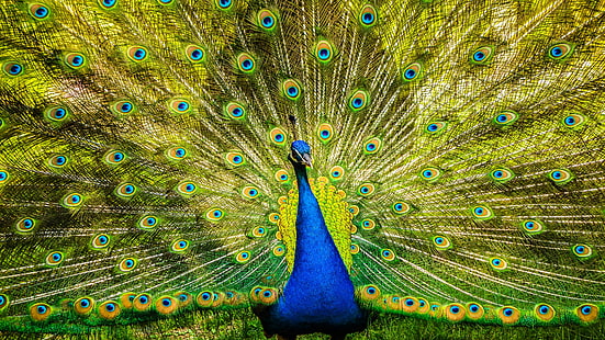 bird, peafowl, peacock, feather, HD wallpaper HD wallpaper