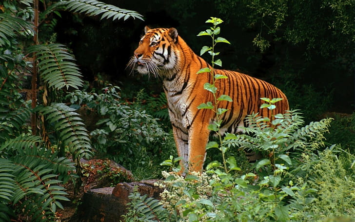 harimau, binatang, hutan, Wallpaper HD