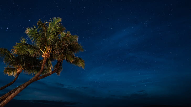 palm tree, palm, night, starry sky, night sky, sky, tree, darkness, stars, HD wallpaper