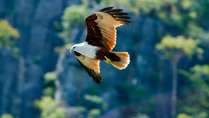 eagle flying near tree at daytime, eagle, flight, wingspan, wings, bird, look, nature, animal, HD wallpaper