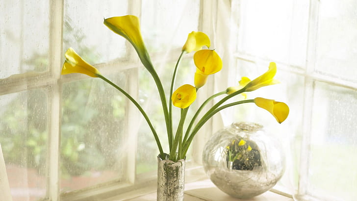 Calla lilies, Yellow, Flowers, Bouquet, Vase, Box, HD wallpaper