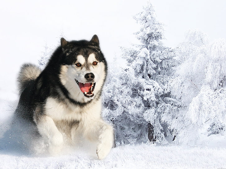 อลาสก้ามาลามิวท์สีขาวและดำฮัสกี้สุนัขขนปุย, วอลล์เปเปอร์ HD