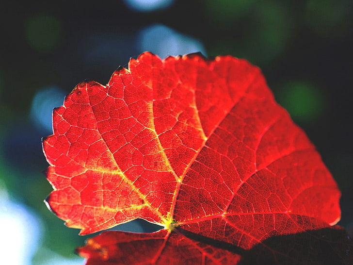 red leaf, leaf, veins, shade, HD wallpaper