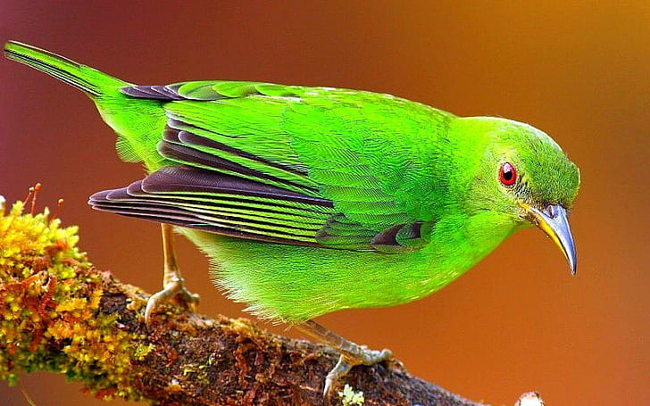 *** Burung Hijau ***, burung berbulu hijau dan hitam, burung, burung, hewan, hewan, Wallpaper HD