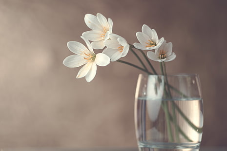 Blumen, Hintergrund, Bank, HD-Hintergrundbild HD wallpaper