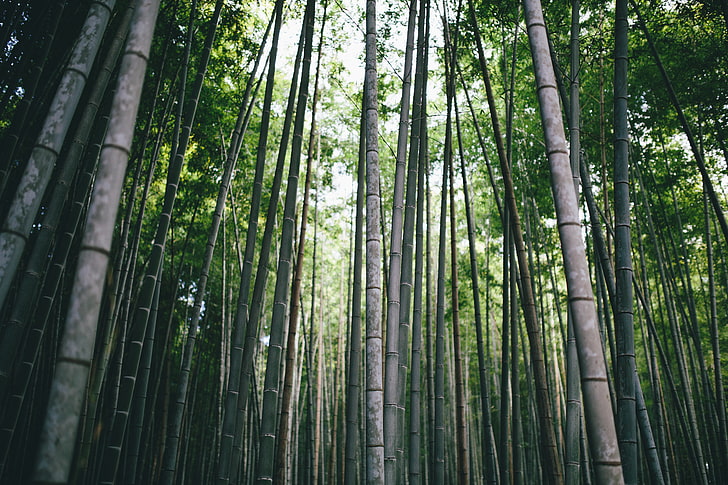 Greg Shield, fotografi, landskap, natur, skog, bambu, Moso, Japan, Kyoto, Asien, zen, HD tapet