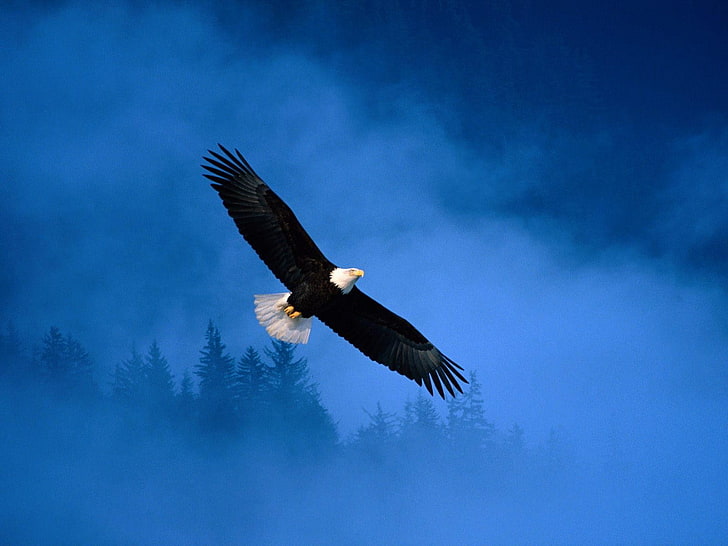 black and white bald eagle, freedom, Eagle, Flight, Alaska, HD wallpaper