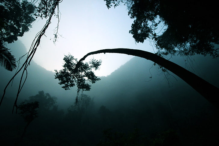 ramo di un albero bianco e nero, alberi, nebbia, buio, montagne, foresta, Sfondo HD