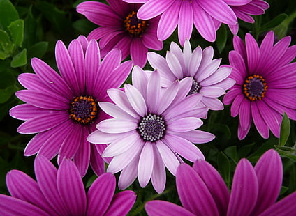 purpurowy kwiat w płatkach, makro, tryb, Lumix, fioletowy, kwiat, panasonic, natura, roślina, płatek, różowy Kolor, zbliżenie, lato, kwiat Głowa, piękno w naturze, botanika, świeżość, wielobarwny, Tapety HD HD wallpaper