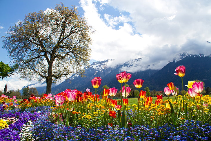 assorted-color petaled flowers, clouds, flowers, mountains, tree, Alps, tulips, Petunia, Daisy, HD wallpaper